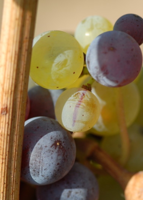 Farbmutation roter zu weissem Riesling ANT 1163